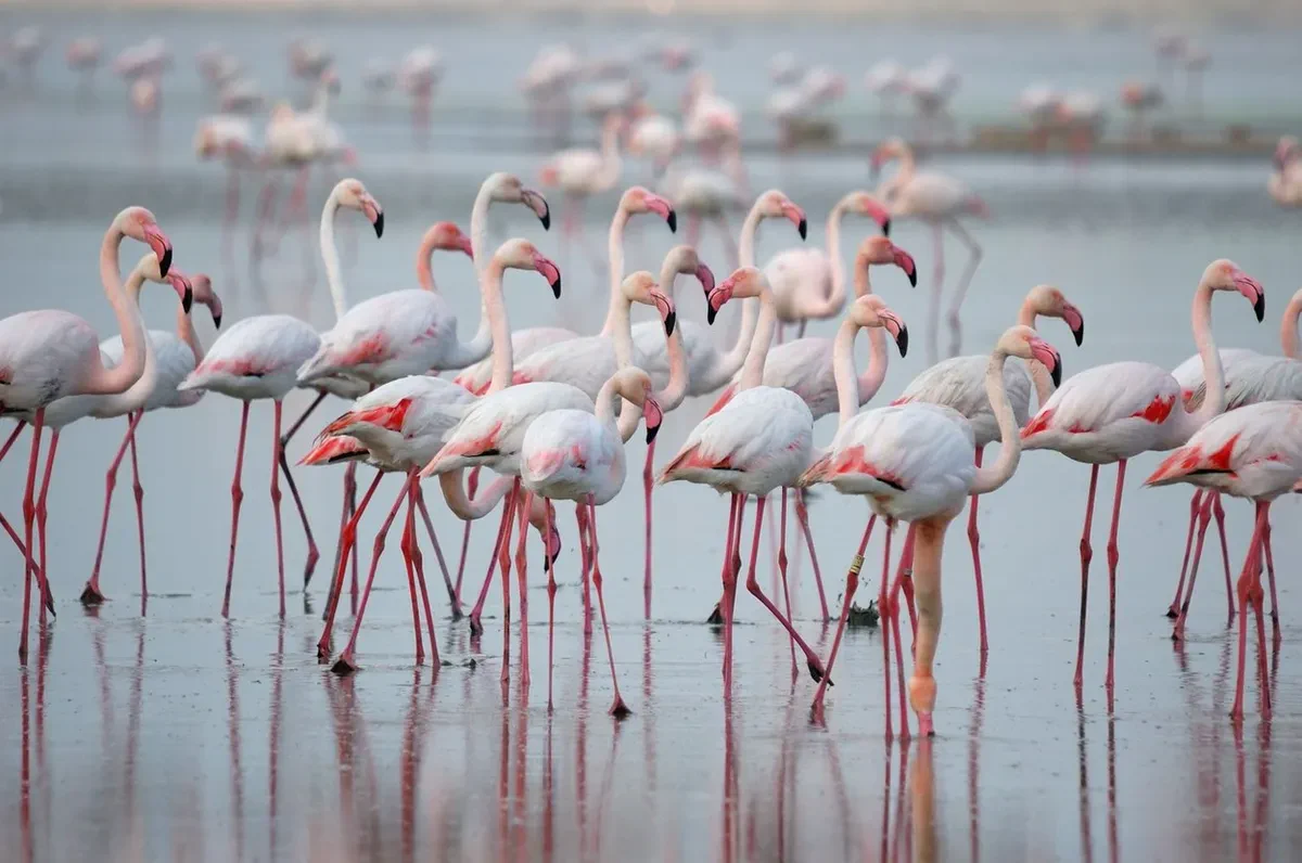 Flamingos standing in silver water
