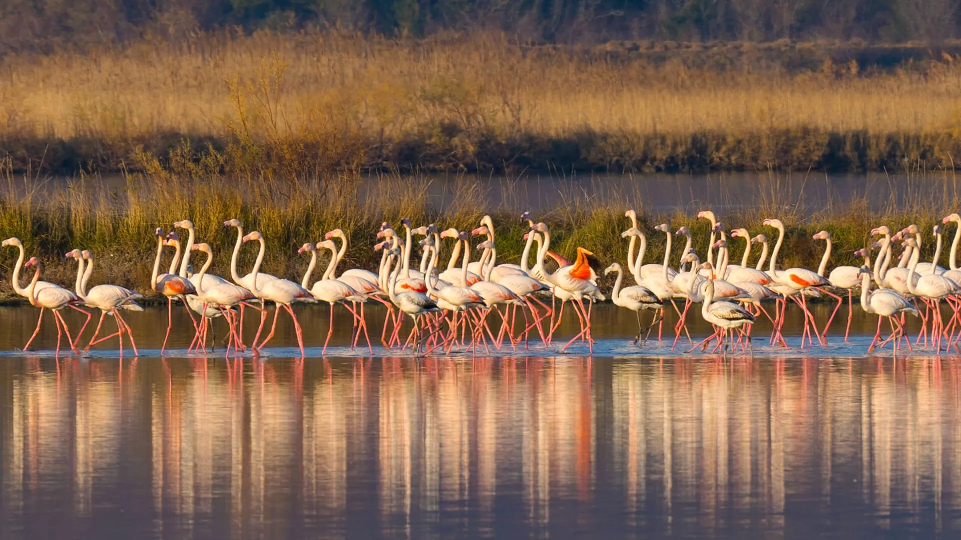 A line of flamingos reflected in the water at sunset